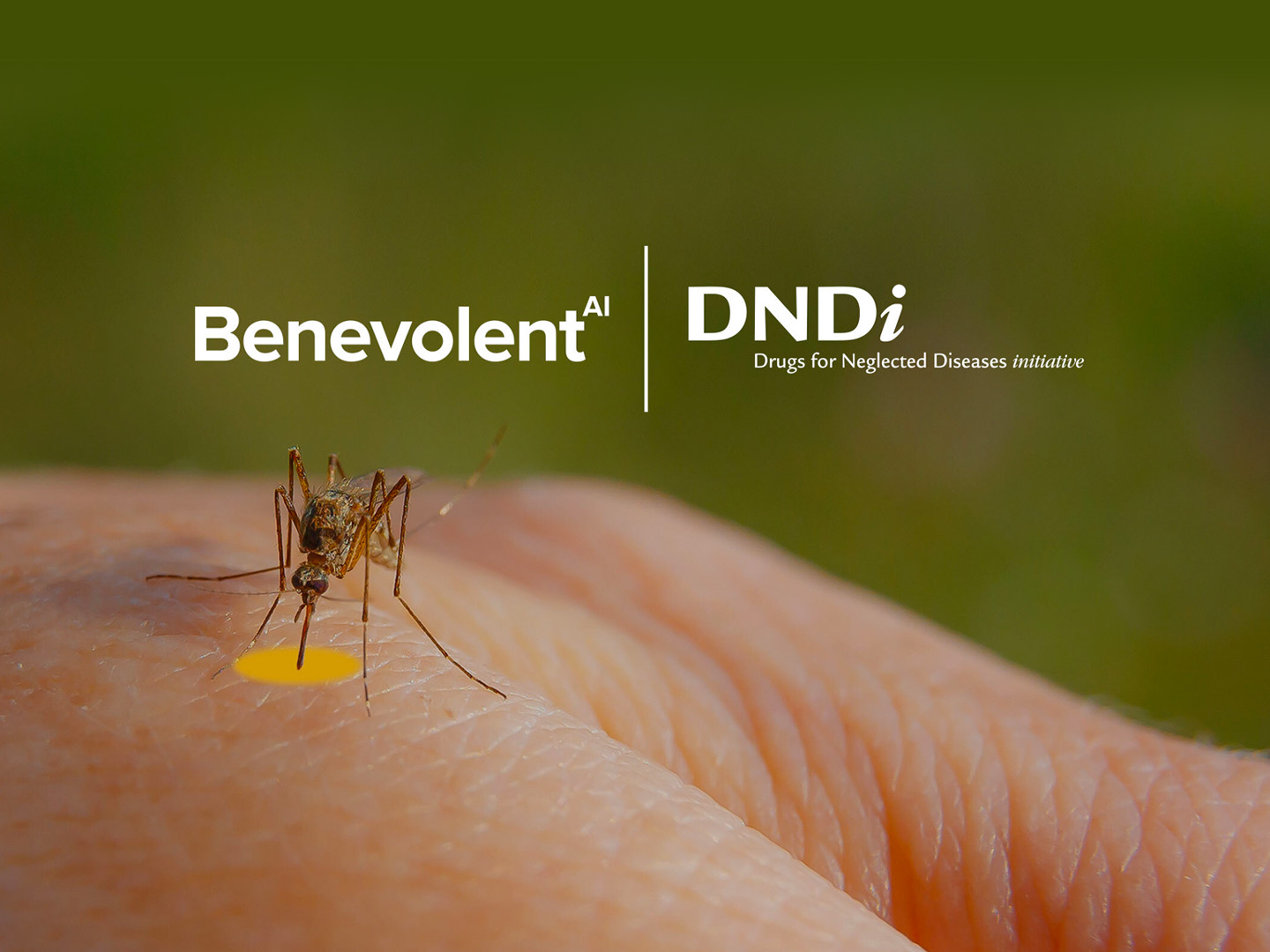 DNDi_and_BenevolentAI_collaborate_to_accelerate_life-saving_drug_discovery_research_in_dengue.jpg